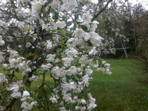 Apple Blossoms Carlson's Lodge