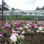 Pink flowers in the front yard gardens