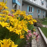 Front Garden Carlson's Lodge Golden and Pink Lillum