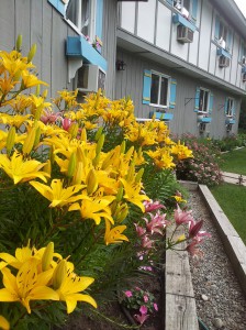 Front Garden Carlson's Lodge Golden and Pink Lillum