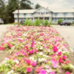 Summer Flowers Carlson's Lodge front yard