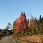 Rural dirt road fall foliage golden afternoon
