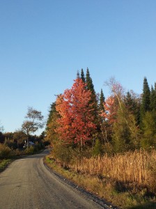 Rural dirt road fall foliage golden afternoon