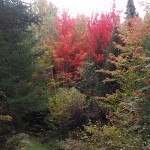 Bright red fall foliage
