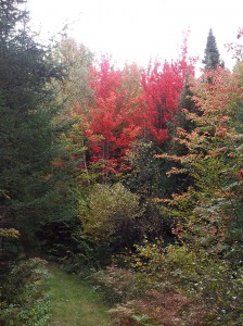 Bright red fall foliage