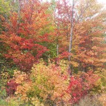 Fall foliage trees red orange yellow beautiful colors