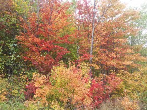 Fall foliage trees red orange yellow beautiful colors