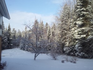 Back yard Carlson's Lodge in winter with fresh snow and evening sun