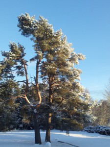 Pine tree in winter evening light front yard Carlson's Lodge