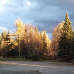 Evening sunset golden trees scenery front yard