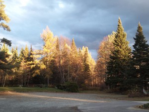 Evening sunset golden trees scenery front yard