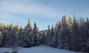 Back yard Carlson's Lodge pine trees covered in snow evening sun