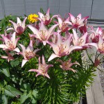Pink flower lillium summer gardens
