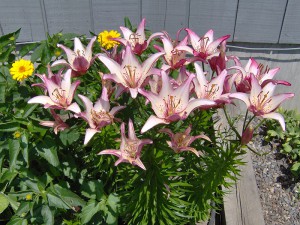 Pink flower lillium summer gardens
