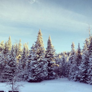 Back yard Carlson's Lodge pine trees covered in snow pond skating sunset