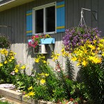 Gardens in summer yellow lillium petunias purple flowers