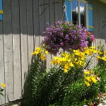 Summer gardens flowers haning baskets Lillium