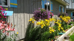 Summer gardens flowers haning baskets Lillium